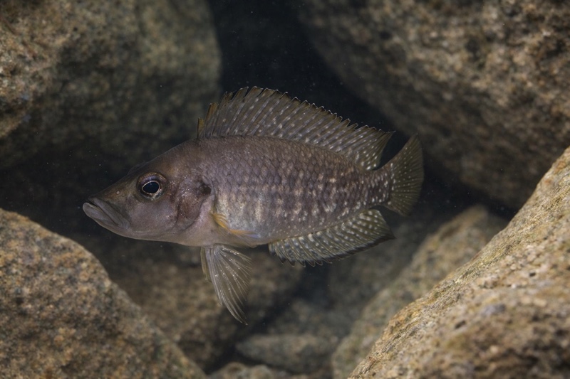Altolamprologus compressiceps 'Bemba'